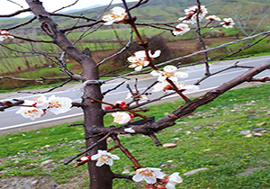 چشم‌اندازی از طبیعت بی‌نظیر در اوزان + تصاویر