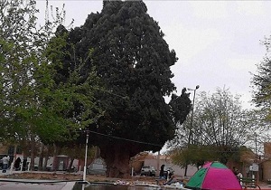 اجرای طرح تفصیلی و نگهداری سرو کهن سال در مهریز