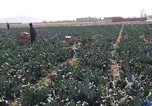 نمایی زیبا و دیدنی از مزرعه کلم بروکلی + ئفیلم