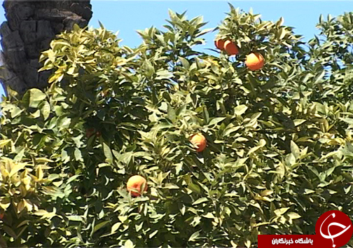 گنجینههایی پنهان در دل بافت تاریخی شیراز + تصاویر گنجینههایی پنهان در دل بافت تاریخی شیراز + تصاویر