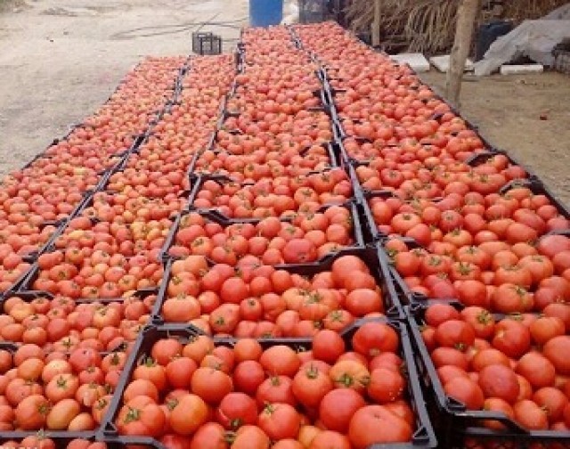 قیمت خرید توافقی گوجه فرنگی در جنوب کرمان به ازای هر کیلوگرم ۳۷۰ تومان
