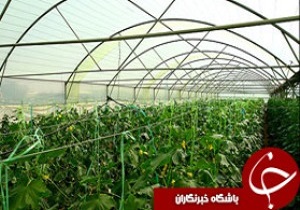 صادرات ۸۰ درصد از تولیدات گلخانه‌ای