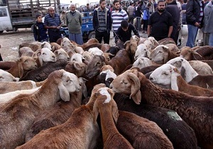 بیش از 16 هزار رأس دام از نهبندان به سایر استان‌ها صادر شد