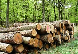 کشف بیش از 3 هزار تن انواع چوب قاچاق در شاهرود
