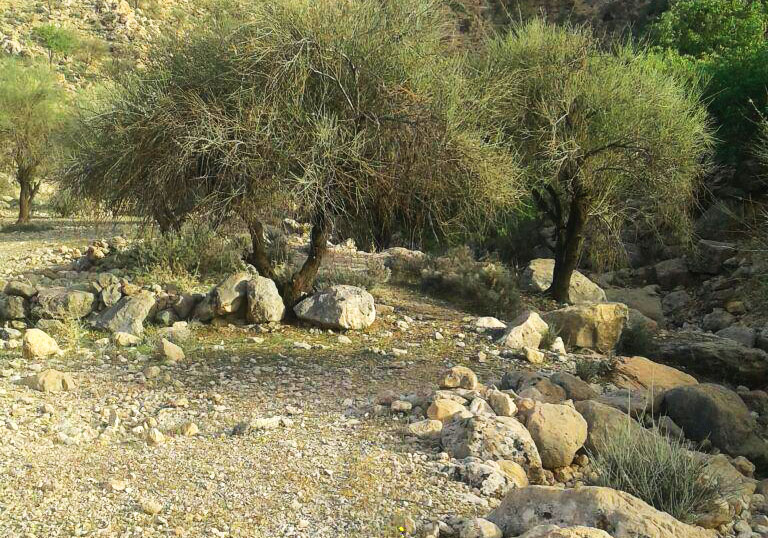 چشم&zwnj;اندازی از طبیعت بهاری در برایجان + فیلم