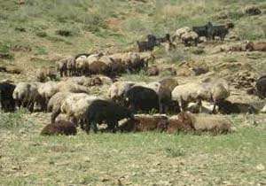 خروج دام عشایر کوچ رو از مراتع قشلاقی رودان