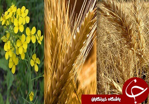 پیش&zwnj;بینی برداشت 10 هزارتن انواع محصولات کشاورزی در همدان