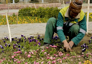 کاشت 8 هزار نشاء گل در فضاهای سبز اهواز