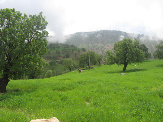 تصویری زیبا از جنگل&zwnj;های بلوط بازفت
