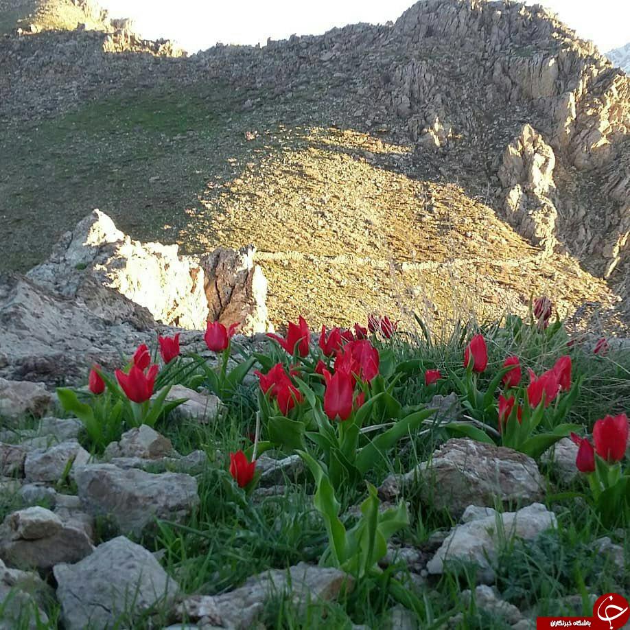 نمایی از طبیعت بهاری در &laquo;رودبر&raquo; + تصاویر