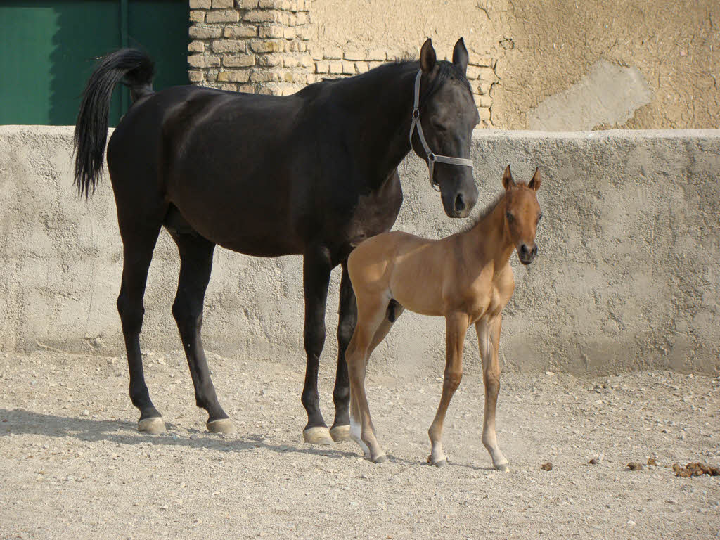 &nbsp;سوارکاری همدان یکی از مکتب های شناخته شده و صاحب سبک کشور است.