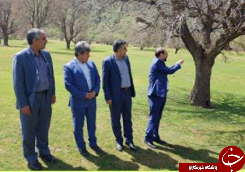 بازدید مدیر کل حفاظت و حمایت سازمان جنگلها در کشور، از جنگل های بلوط