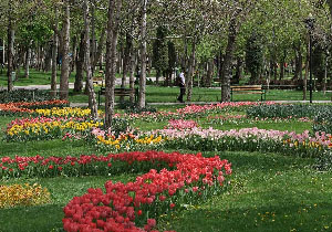 استقبال از بهار با کاشت بوته‌های گل در آذربایجان غربی