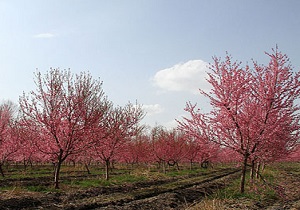 نمایی زیبا از باغ درختان هلو + فیلم