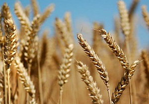 آغاز خرید تضمینی گندم در استان قزوین از نیمه دوم خرداد ماه