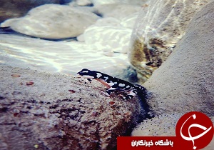ایجاد دبیرخانه حفاظت از سمندر لرستانی در اندیمشک