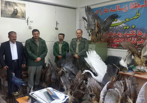 کشف انواع پرنده‌های تاکسیدرمی شده در خودروی شکارچی غیرمجاز