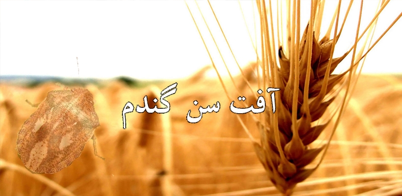 ۴۰۰۰ هکتار از مزارع بردسیر به آفت سن آلوده است