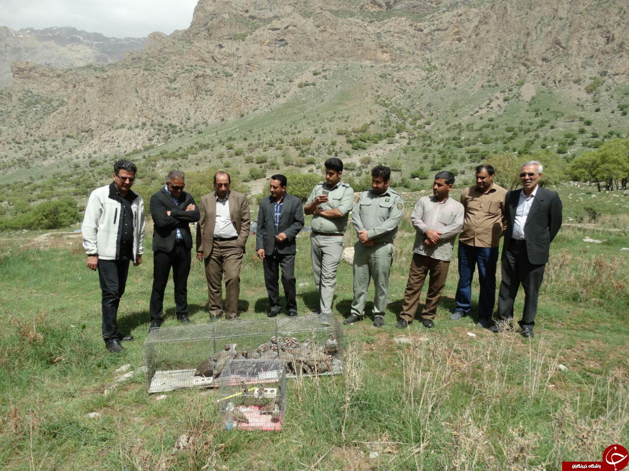 کشف و ضبط 39 قطعه پرنده در استان کشف و ضبط 39 قطعه پرنده در استان