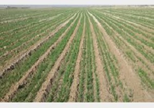 خروج اراضی دیم استان اردبیل از زراعت تک محصولی