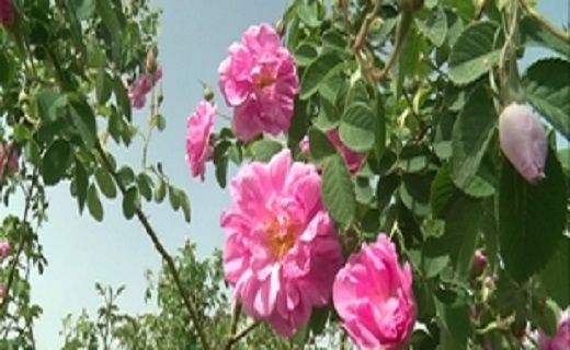 برداشت گل محمدی از باغات استان قم/برداشت ۲۰۰ تن گل محمدی در قم