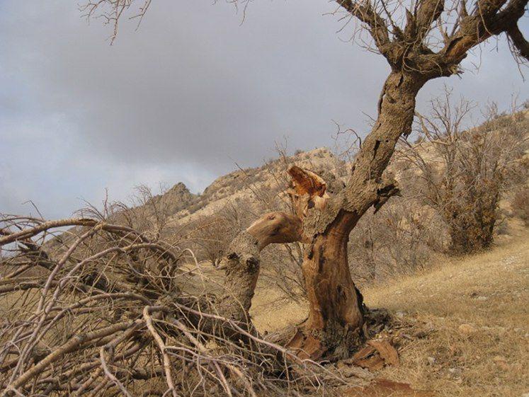 هجوم لشکر مرگ میان بلوطستان های زاگرس