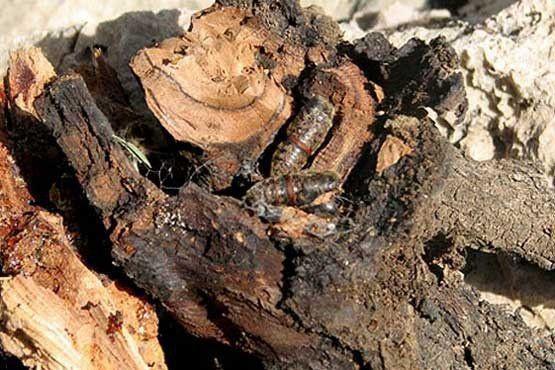 هجوم لشکر مرگ میان بلوطستان های زاگرس