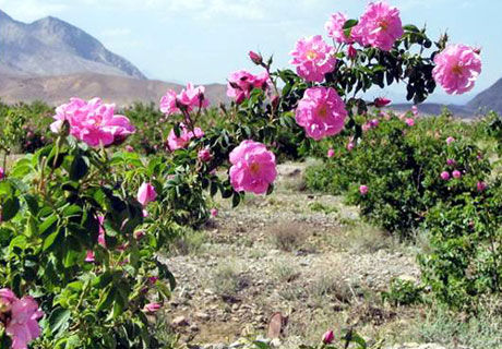 ۱۵۰ هکتار از اراضی زیر کشت گل محمدی