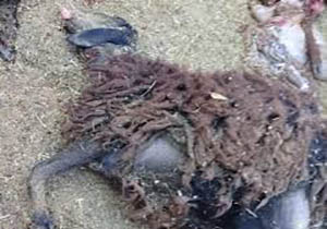 تلف شدن 17 گوسفند در حمله گرگ ها در سردشت