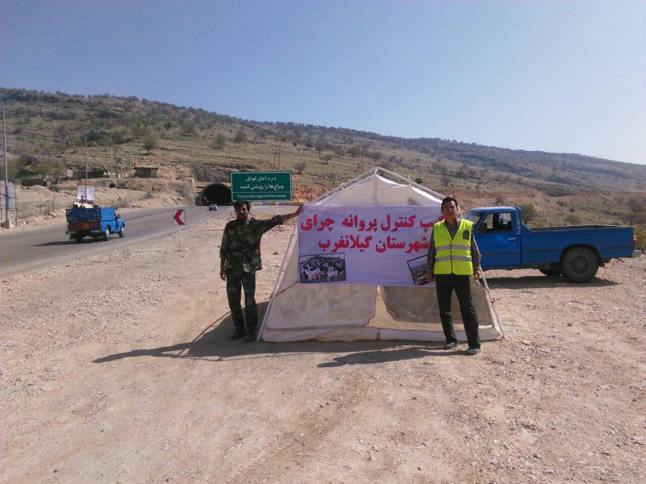 استقرار اکیپ های کنترل دام عشایر کوچ رو در گیلانغرب