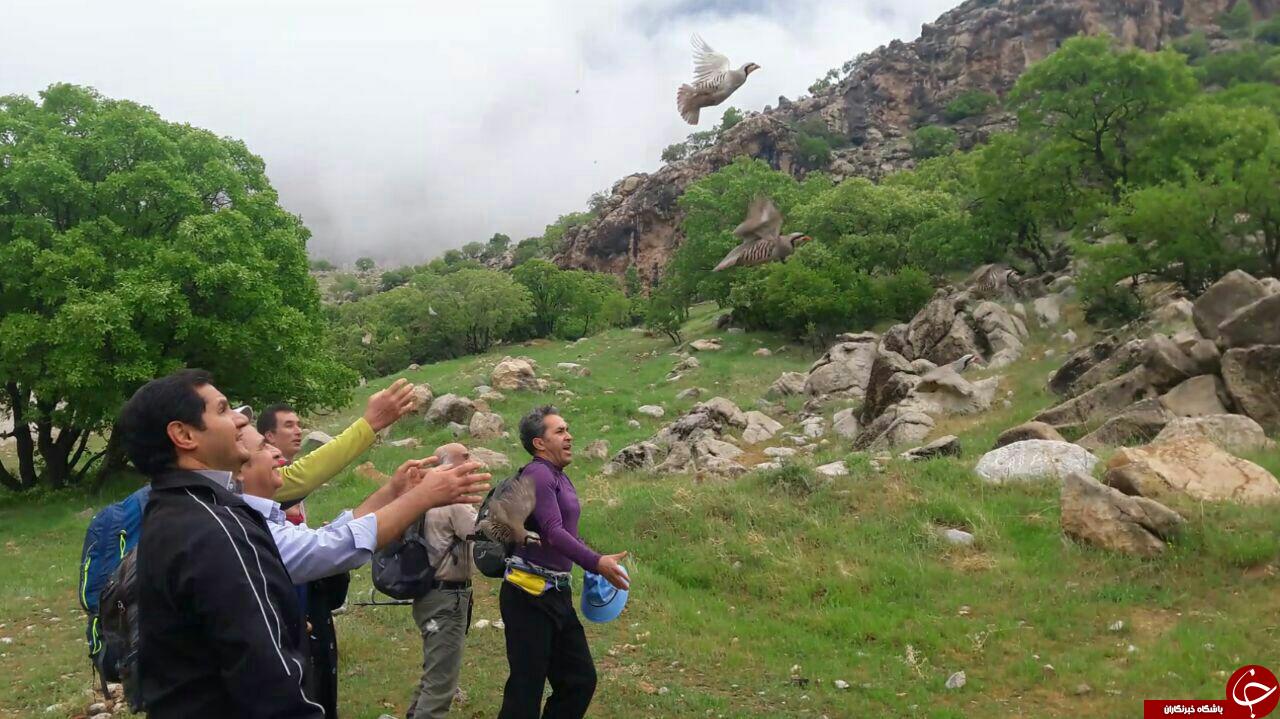 16 قطعه کبک به دامان طبیعت بازگشتند/ نجات راسو گرفتار +تصاویر