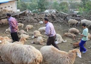 حمله گرگ به گوسفندان
