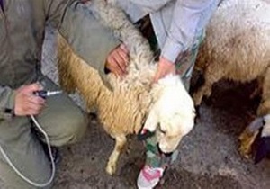 واکسیناسیون ۲۱۴ هزار راس دام سبک در استان قزوین