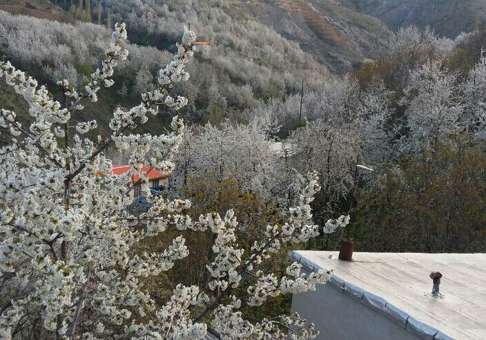 نمایی از طبیعت بهاری در روستای تنوره + تصاویر