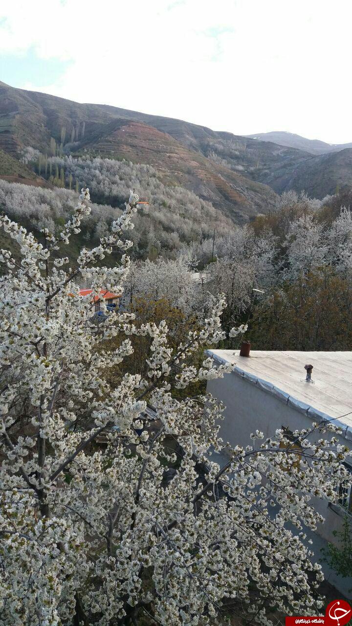 نمایی از طبیعت بهاری در روستای تنوره + تصاویر