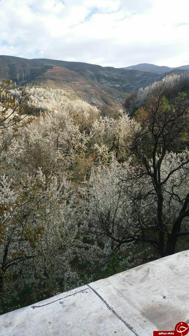 نمایی از طبیعت بهاری در روستای تنوره + تصاویر