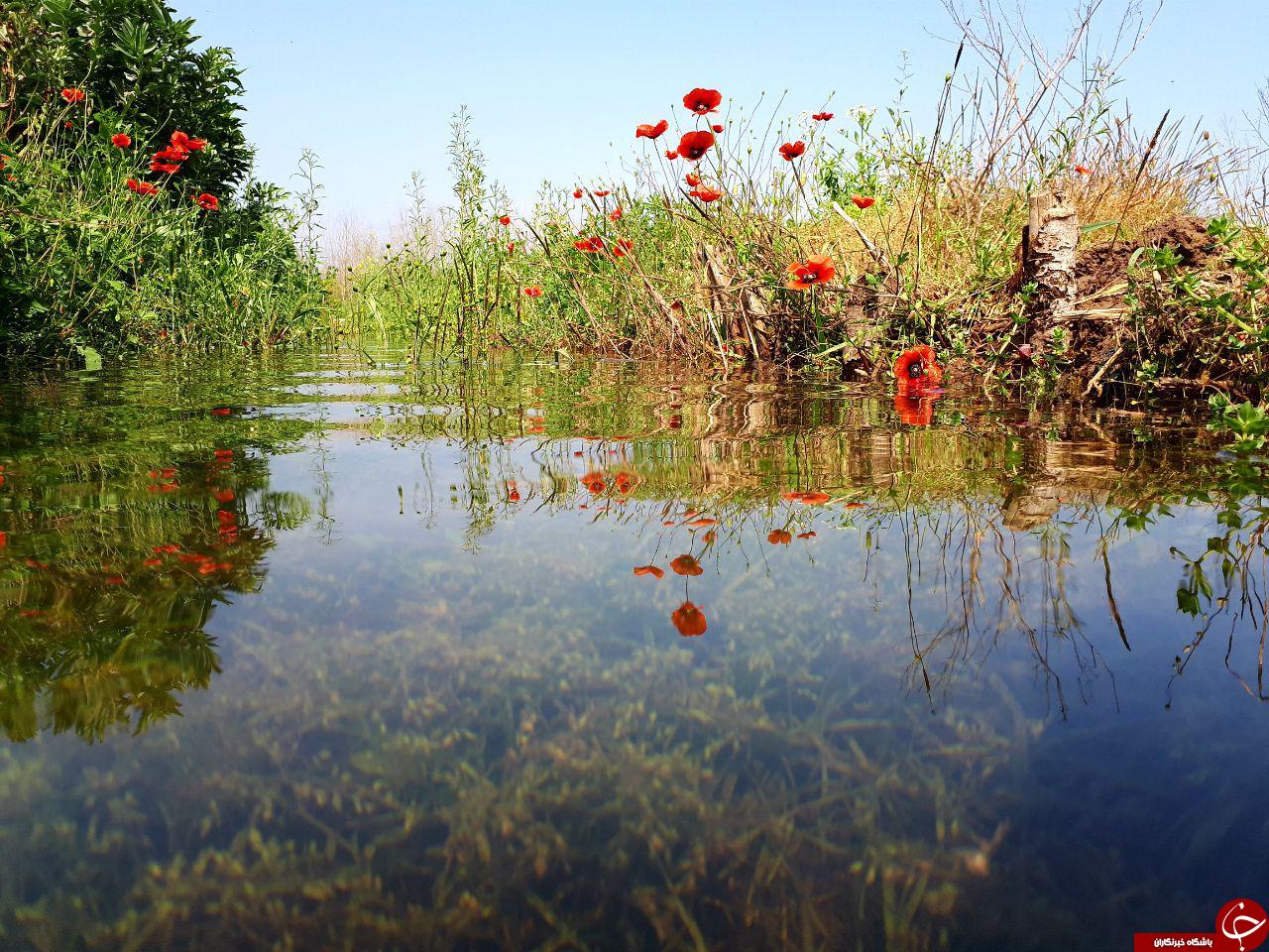 نمایی از طبیعت بهاری در لنگرود + تصاویر