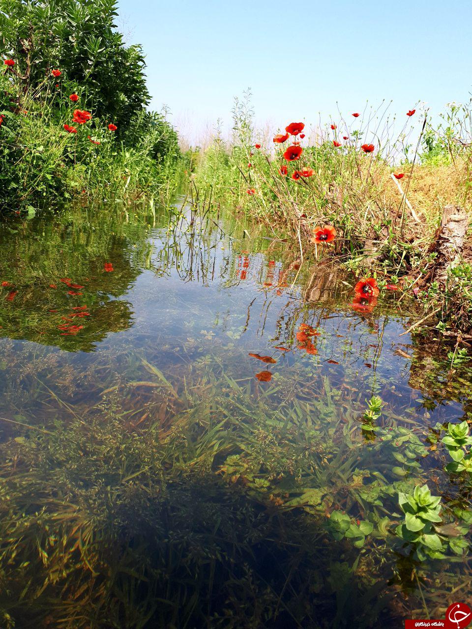 نمایی از طبیعت بهاری در لنگرود + تصاویر