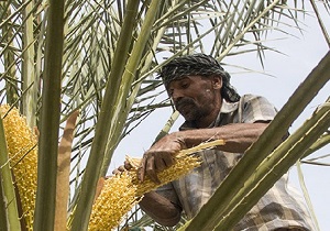 برگزاری کلاس اصول گرده افشانی نخیلات در رامشیر