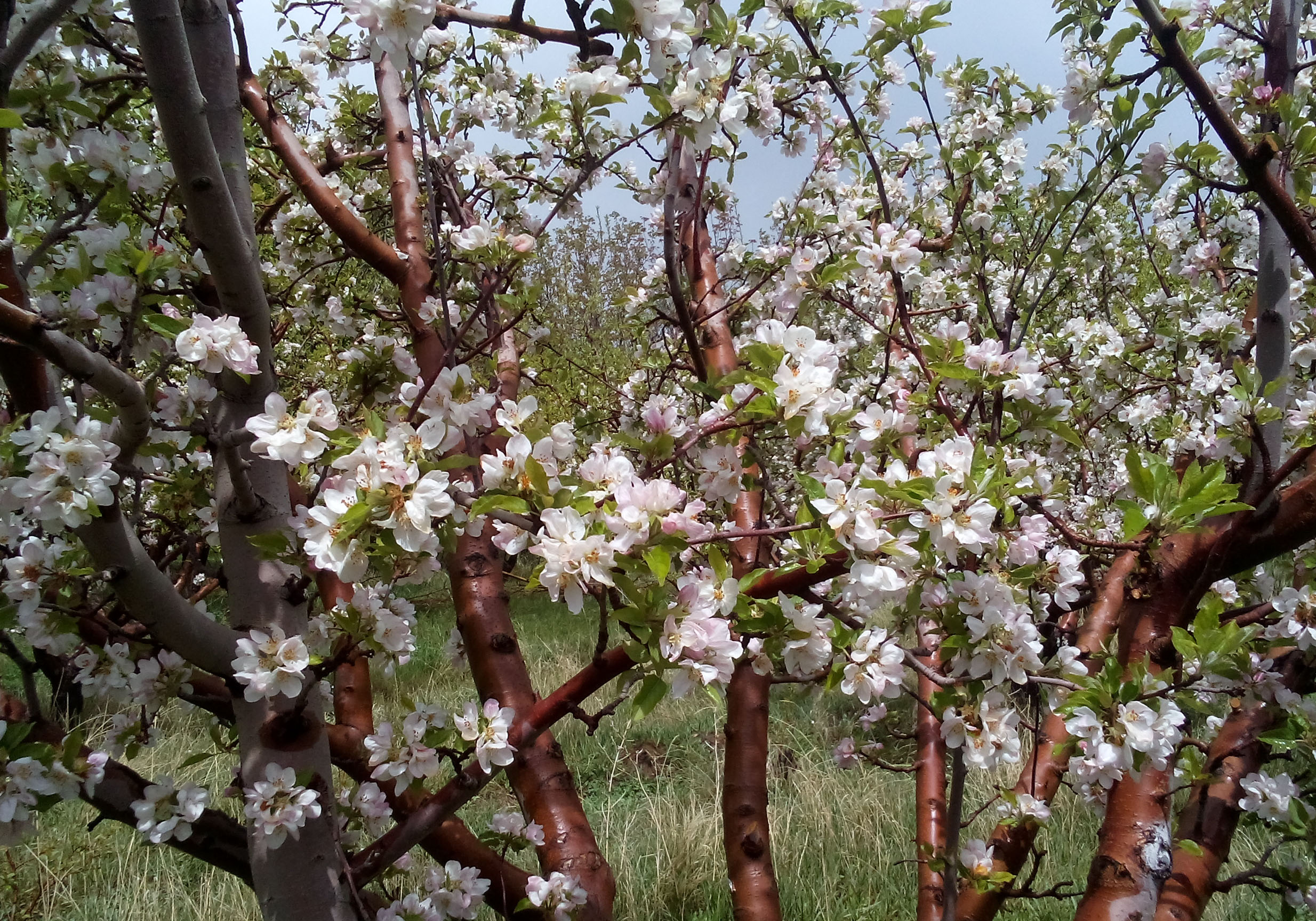 چشم&zwnj;اندازی از طبیعت بهاری در روستای تکه + تصاویر