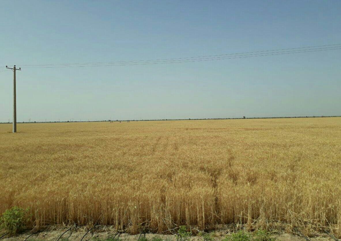 مبارزه با آفت سن گندم در سطح ۲۶ هزار هکتار از مزارع جنوب کرمان