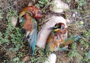 شکارچی غیر مجاز دستگیر شد