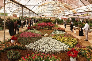 نمایشگاه گل محلات تا اطلاع ثانوی برگزار نمی&zwnj;شود