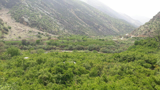 عکسی زیبا از طبیعت دورک اناری در فصل بهار