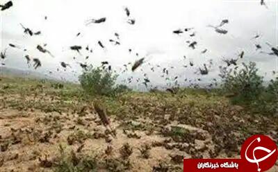 سمپاشی بیش از 250هکتار از اراضی استان کرمانشاه