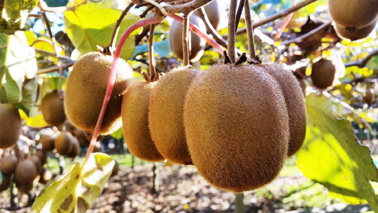 خواص غذایی شگفت&zwnj;انگیز کیوی