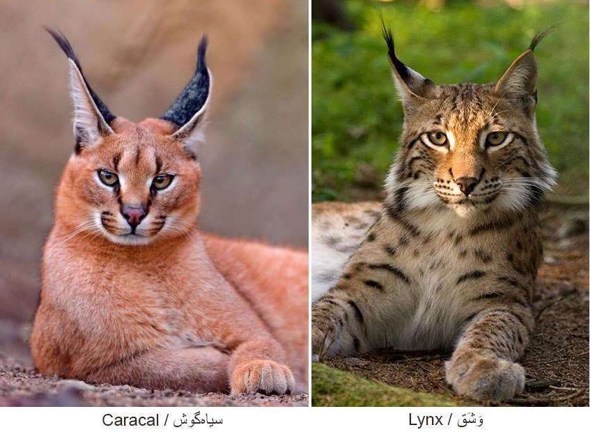 &laquo;سیاه&zwnj;گوش&raquo; واقعی کدام است: لینکس یا کاراکال؟!