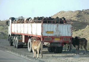 توقیف خودرو حامل احشام قاچاق در مهرستان