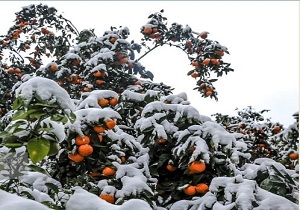 افزایش احتمال سرمازدگی محصولات باغی و زراعی استان سمنان
