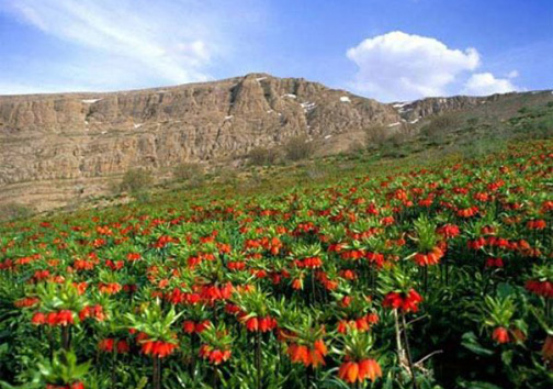لاله واژگون گل افسانه ای ایران